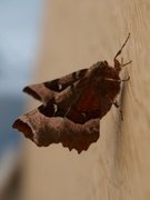 Praktmånemåler (Selenia tetralunaria)