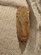 Agonopterix ciliella/heracliana