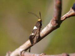 Incurvaria masculella