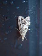 Junimosemott (Scoparia ambigualis)