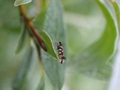 Callisto coffeella