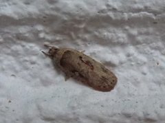 Agonopterix ocellana