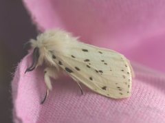 Punkttigerspinner (Spilosoma lubricipeda)