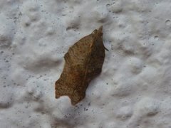 Grå-/konkavflatvikler (Acleris effractana/emargana)