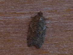 Heggflatvikler (Acleris umbrana)