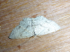 Bjørkeløvmåler (Cyclophora albipunctata)