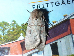 Myrfly (Coenophila subrosea)