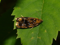 Spireaprydvikler (Celypha siderana)