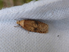 Agonopterix angelicella