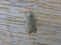 Grå-/konkavflatvikler (Acleris effractana/emargana)