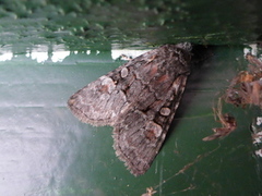 Rotstrekvierfly (Brachylomia viminalis)