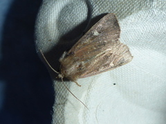 Brunt sumpfly (Helotropha leucostigma)