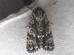 Syrekveldfly (Acronicta rumicis)