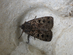 Nettfly (Naenia typica)