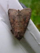 Rødlig løvfly (Parastichtis suspecta)