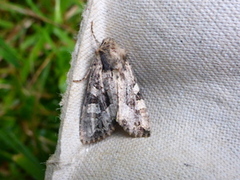 Slåttengfly (Apamea remissa)