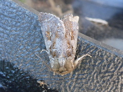 Grått fjellbakkefly (Xestia alpicola)