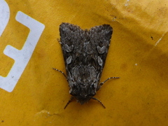 Smellefjellfly (Lasionycta proxima)