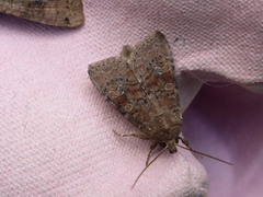 Rødlig løvfly (Parastichtis suspecta)