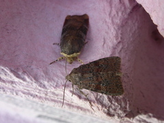 Rødlig løvfly (Parastichtis suspecta)