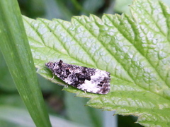 Hvitflekket løvvikler (Apotomis turbidana)