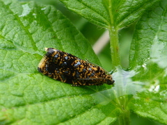 Spireaprydvikler (Celypha siderana)