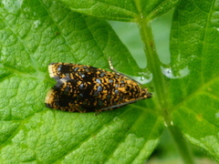 Spireaprydvikler (Celypha siderana)