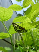 Nesleengmott (Anania hortulata)