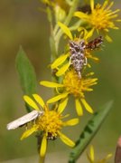 Heimosemott (Eudonia sudetica)