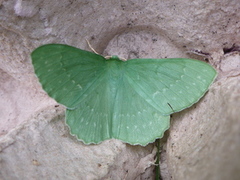 Kjempebladmåler (Geometra papilionaria)