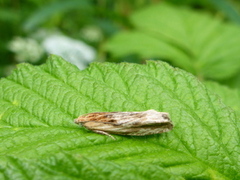 Tistelengvikler (Eucosma cana)