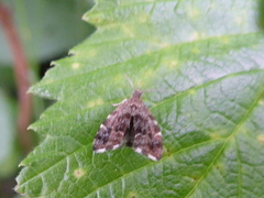 Neslebredmøll (Anthophila fabriciana)