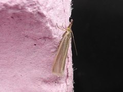 Sølvnebbmott (Crambus perlella)