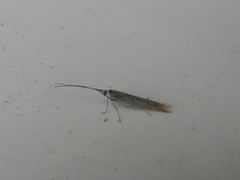 Coleophora