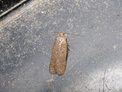 Bryotropha terrella