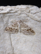 Rognemåler (Venusia cambrica)