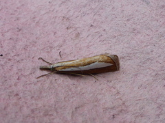 Perlemornebbmott (Catoptria margaritella)