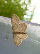 Randengmåler (Idaea biselata)