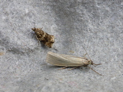 Olivenprydvikler (Celypha lacunana)