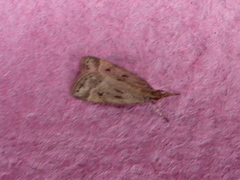 Blek mosemott (Eudonia pallida)