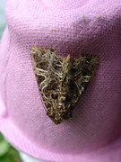 Fiolett nellikfly (Sideridis rivularis)