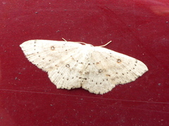 Bjørkeløvmåler (Cyclophora albipunctata)