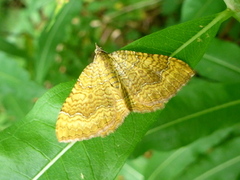 Gullmåler (Camptogramma bilineata)