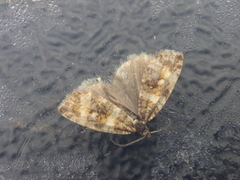 Engprydvikler (Celypha cespitana)