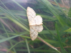 Randengmåler (Idaea biselata)