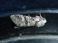 Rotstrekvierfly (Brachylomia viminalis)