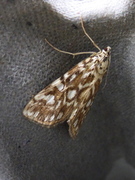 Flekkdammott (Elophila nymphaeata)