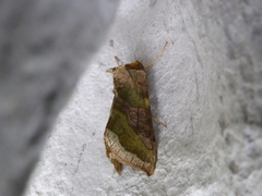 Større båndmetallfly (Diachrysia chrysitis)