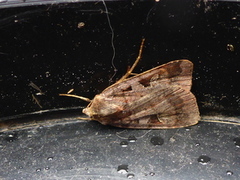 Rødfrynset teglfly (Diarsia brunnea)