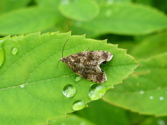 Spireaprydvikler (Celypha siderana)